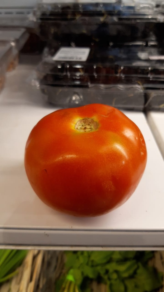 طماطم تراي ستار - مزارع ابازير